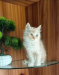 High quality mixed persian